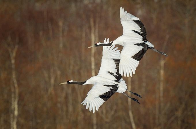 Các biểu tượng đẹp của nước Nhật