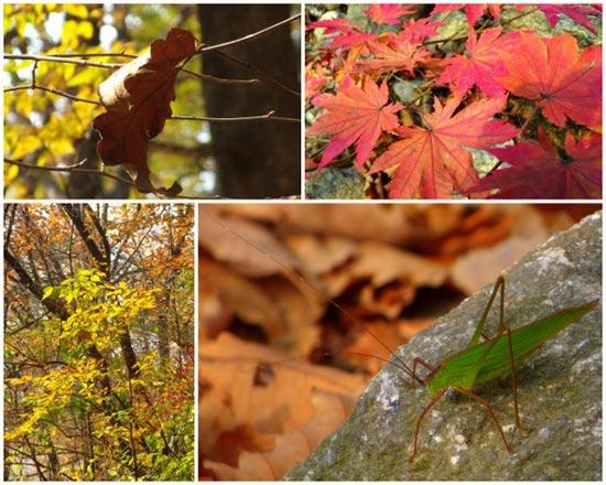 mùa thu hàn quốc