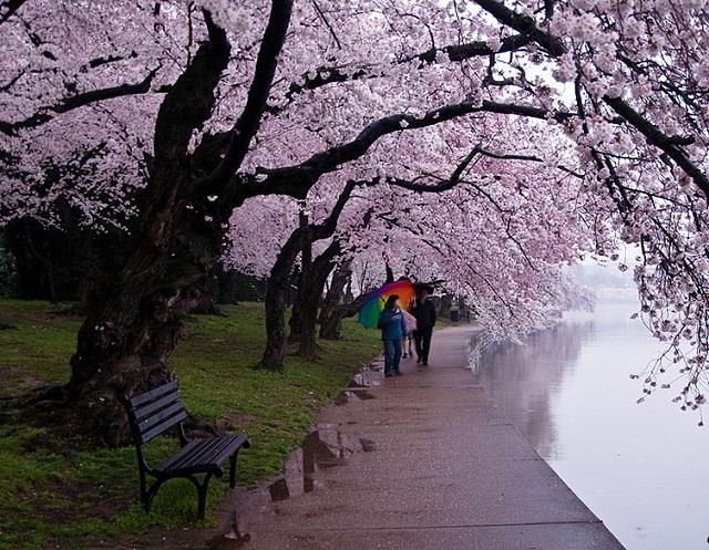 Mùa Xuân đến xứ Hàn du lịch