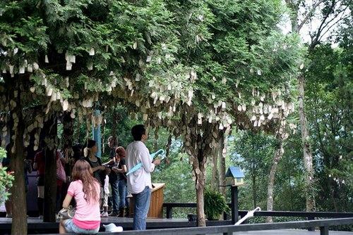 oải hương đài loan