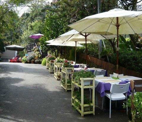 oải hương đài loan