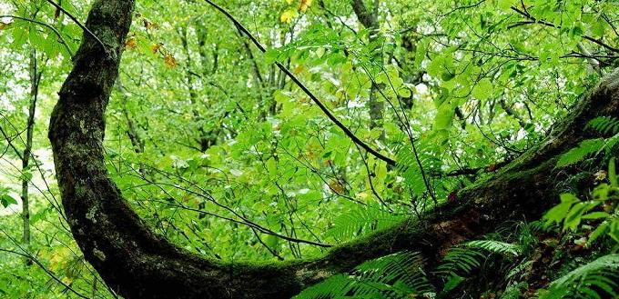 Thăm bốn di sản thiên nhiên của Nhật Bản