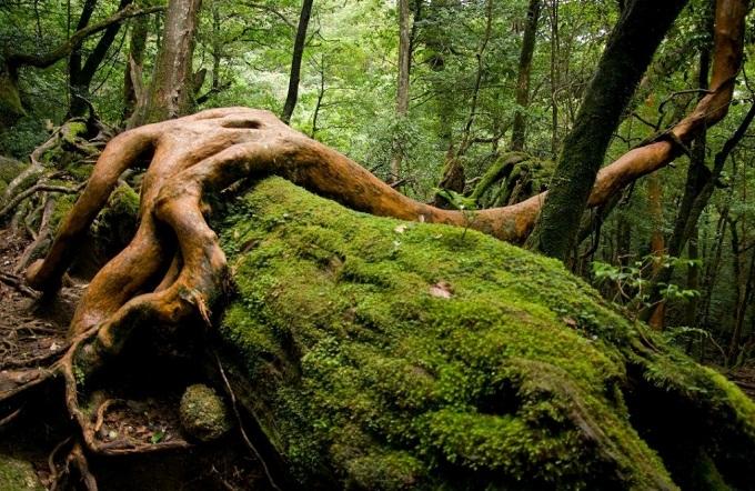 Thăm bốn di sản thiên nhiên của Nhật Bản