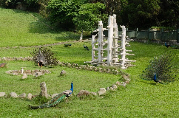 Vườn công (Peacock Garden) nổi tiếng Nam Đầu